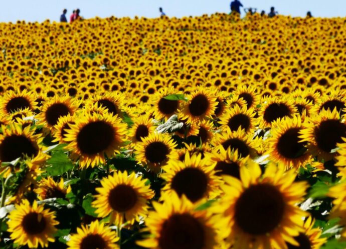 Towner Communications provides VoIP services for businesses in Kansas, including Wichita, Lawrence, and Manhattan.